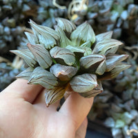 Rare Succulents - Haworthia magnifica var. atrofusca