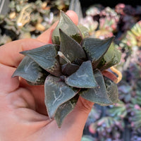 Rare Succulents - Haworthia Shuten Doji B type
