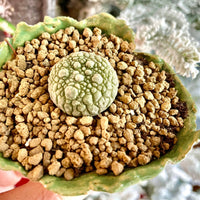 Rare Cactus - Pseudolithos Migiurtinus (0.4”-0.5”)