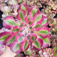Rare Succulents - Aeonium Pink Witch with pups