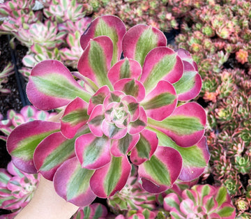 Rare Succulents - Aeonium Pink Witch with pups