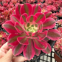 Rare Succulents - Aeonium Pink Witch Cluster