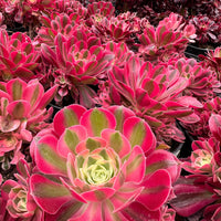 Rare Succulents - Aeonium Pink Witch with pups