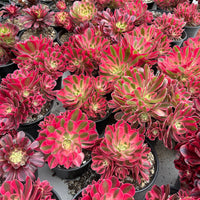 Rare Succulents - Aeonium Pink Witch with pups
