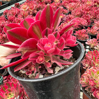 Rare Succulents - Aeonium Pink Witch with pups
