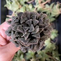 Rare Succulents - Haworthia Snow Rabbit cluster