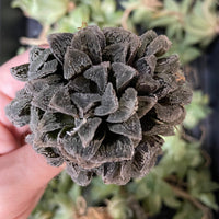 Rare Succulents - Haworthia Snow Rabbit cluster