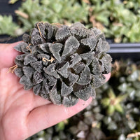 Rare Succulents - Haworthia Snow Rabbit cluster
