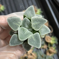 Rare Succulents - Haworthia Ice Diamond (2")