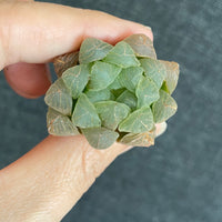 Rare Succulents - Haworthia Cooperi mini/1pc