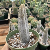 Rare Euphorbia - Euphorbia Abdelkuri grey