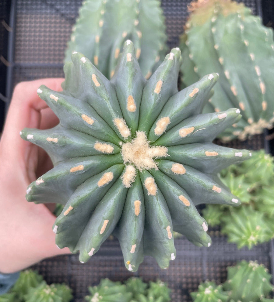 Rare Cactus - Ferocactus Glaucescens large