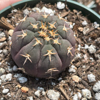 Rare Cactus - Gymnocalycium Spegzzinii v. unguispinum from seeds