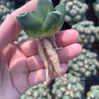 Rare Succulents - Haworthia Maughanii Jade Dragon