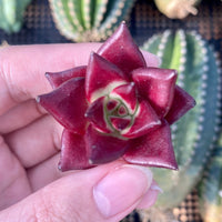 Rare Succulents - Echeveria Agavoides Rubin mini