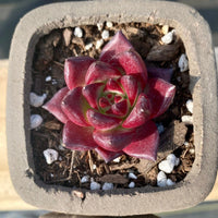 Rare Succulents - Echeveria Agavoides Rubin mini
