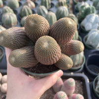 Rare Cactus - Echinopsis Famatimensis cluster