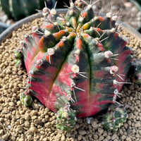 Rare Cactus - Gymnocalycium Mihanovichii Variegata