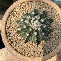 Rare Cactus - Gymnocalycium Mihanovichii LB2178