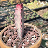 Rare Euphorbia - Euphorbia Lactea ghost Variegata pink
