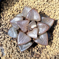 Rare Succulents - Haworthia Athena (2.5")