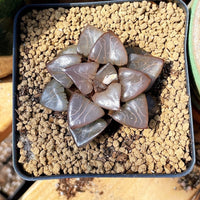 Rare Succulents - Haworthia Athena (2.5")