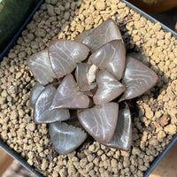 Rare Succulents - Haworthia Athena (2.5")