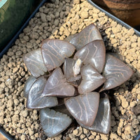 Rare Succulents - Haworthia Athena (2.5")