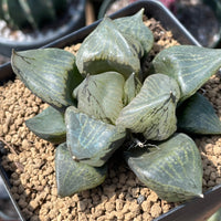 Rare Succulents - Haworthia Emelyae var. Comptoniana 'Urahannya' (2.5-3”)