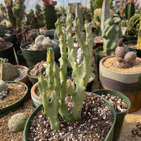 Rare Succulents - Caralluma Socotrana