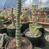 Rare Cactus - Eulychnia Crastanea Spiralis (17”-20”)