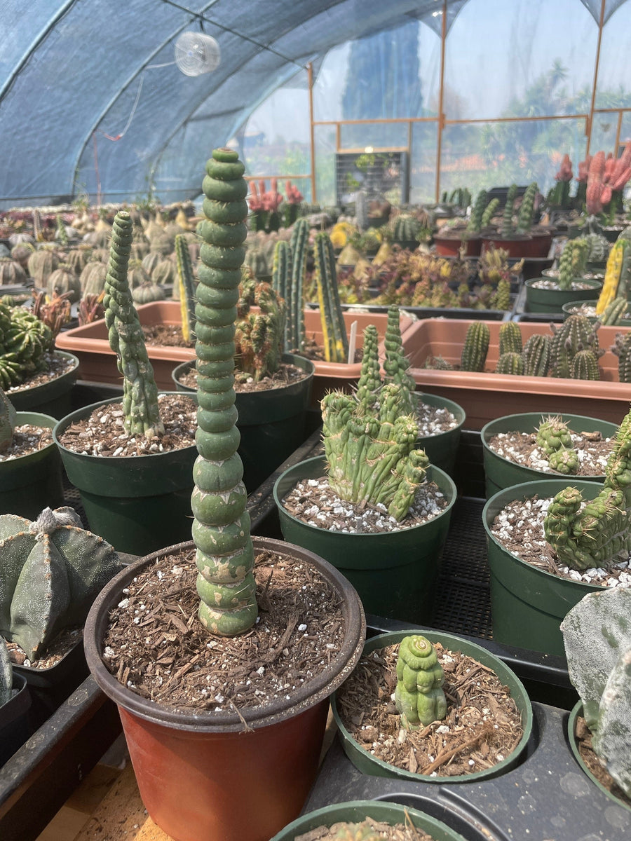 Rare Cactus - Eulychnia Crastanea Spiralis (17”-20”)