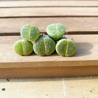 Rare Succulents - Lithops Lesliei V. Hornii Greenhorn (0.4”)