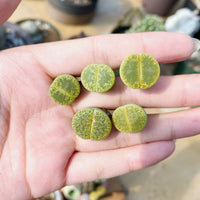 Rare Succulents - Lithops Lesliei V. Hornii Greenhorn (0.4”)