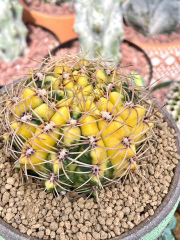 Rare Cactus - Gymnocalycium Baldianum Variegata