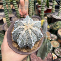 Rare Cactus - Astrophytum Myriostigma cv. onzuka Fukuryu