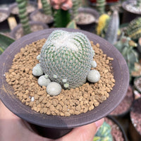 Rare Cactus - Epithelantha micromeris single stem