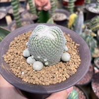 Rare Cactus - Epithelantha micromeris single stem
