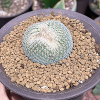 Rare Cactus - Epithelantha micromeris single stem