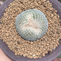 Rare Cactus - Epithelantha micromeris single stem