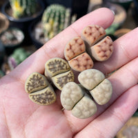 Rare Succulents - Lithops spp. double heads (0.8”)/1pc
