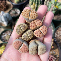 Rare Succulents - Lithops spp. double heads (0.8”)/1pc