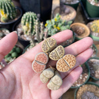 Rare Succulents - Lithops spp. double heads (0.8”)/1pc