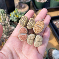 Rare Succulents - Lithops spp. double heads (0.8”)/1pc