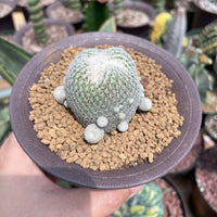 Rare Cactus - Epithelantha micromeris single stem