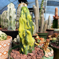 Rare Cactus - Myrtillocactus Geometrizans Fred variegated