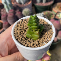 Rare Succulents - Crassula Marchandii (2.5” pot)