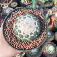 Rare Cactus - Coryphantha elephantidens cv. Inermis (5”)