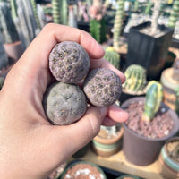 Rare Cactus - Tephrocactus geometricus single balls cutting