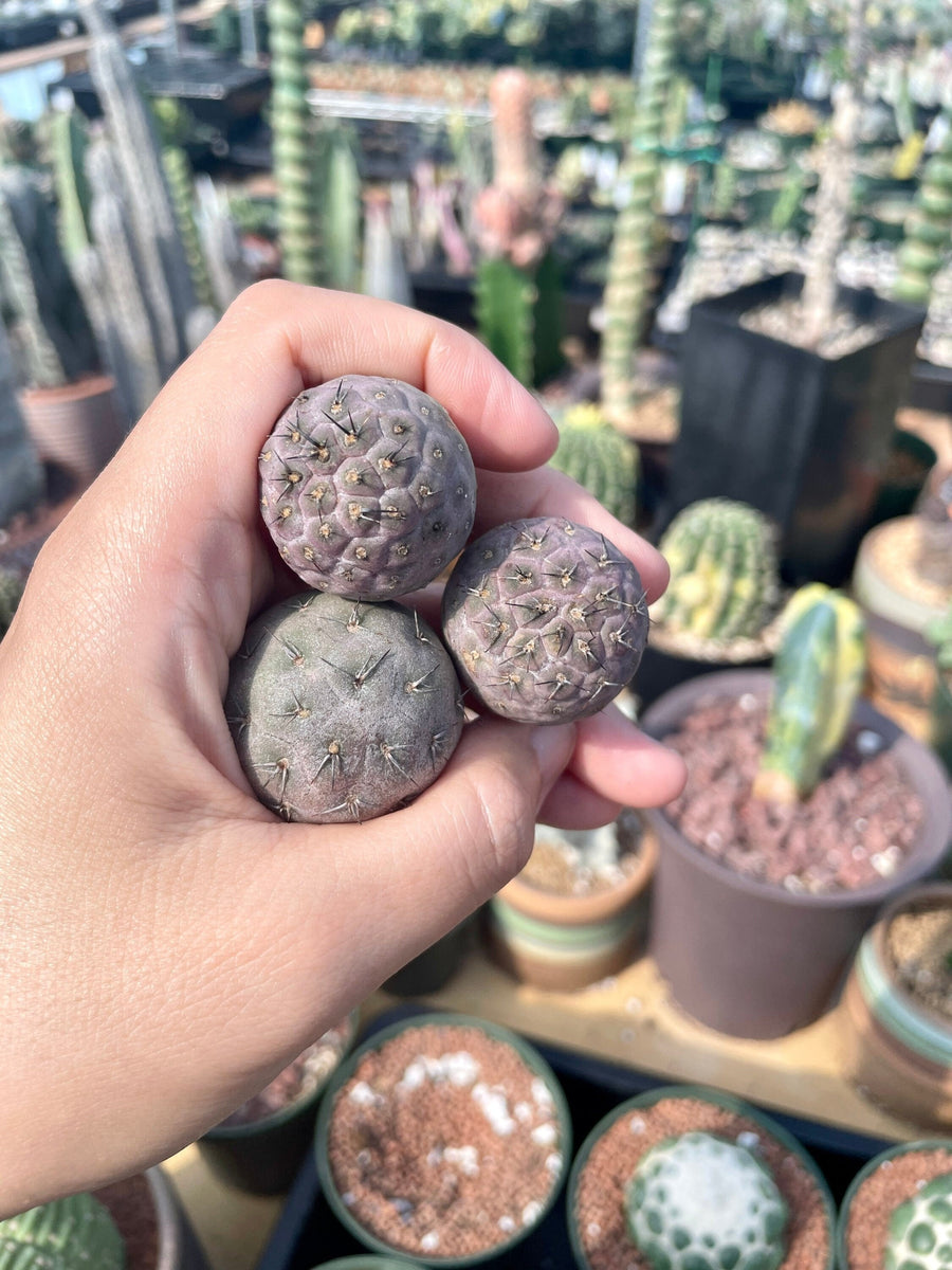 Rare Cactus - Tephrocactus geometricus single balls cutting